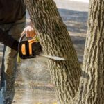 Tree Removal Services Explained: What’s Included, What’s Not, and What Homeowners Should Ask
